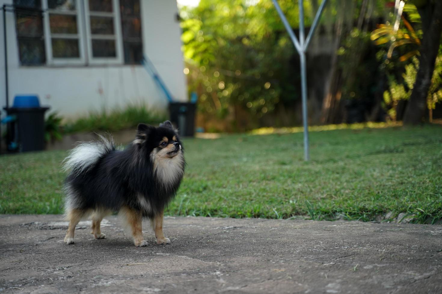 The Pomeranian is standing in front of the house and is a highly alert dog. photo