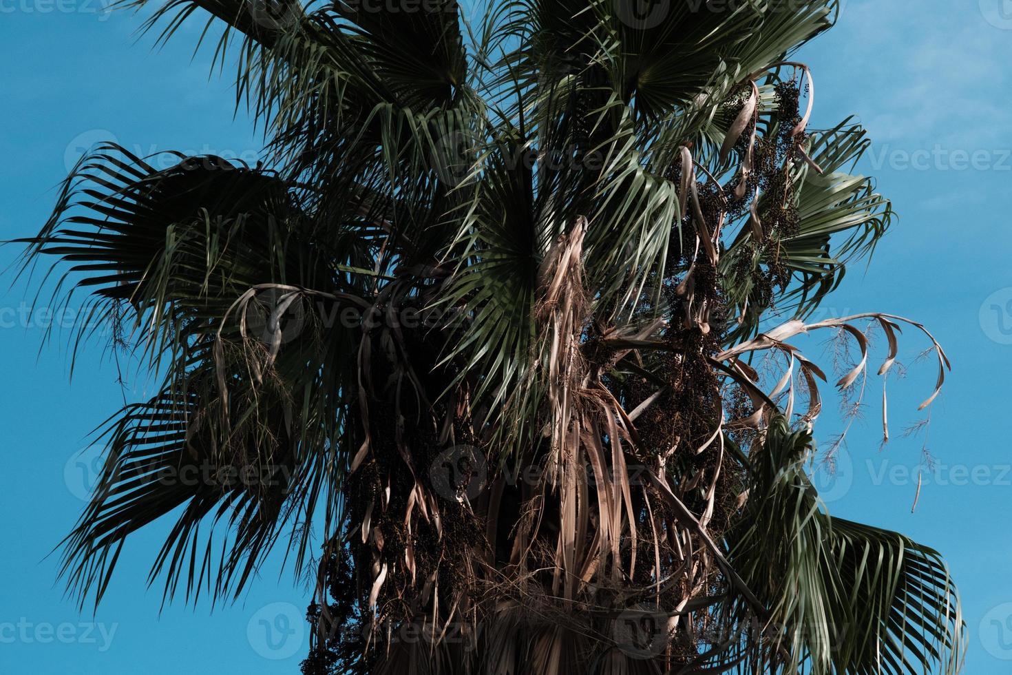palmera tropical en el cielo, silueta de cocotero, rama tropical al aire libre, cierre de follaje tropical, fronda de plantas verdes en el viento, árboles exóticos en unas vacaciones en la playa. foto