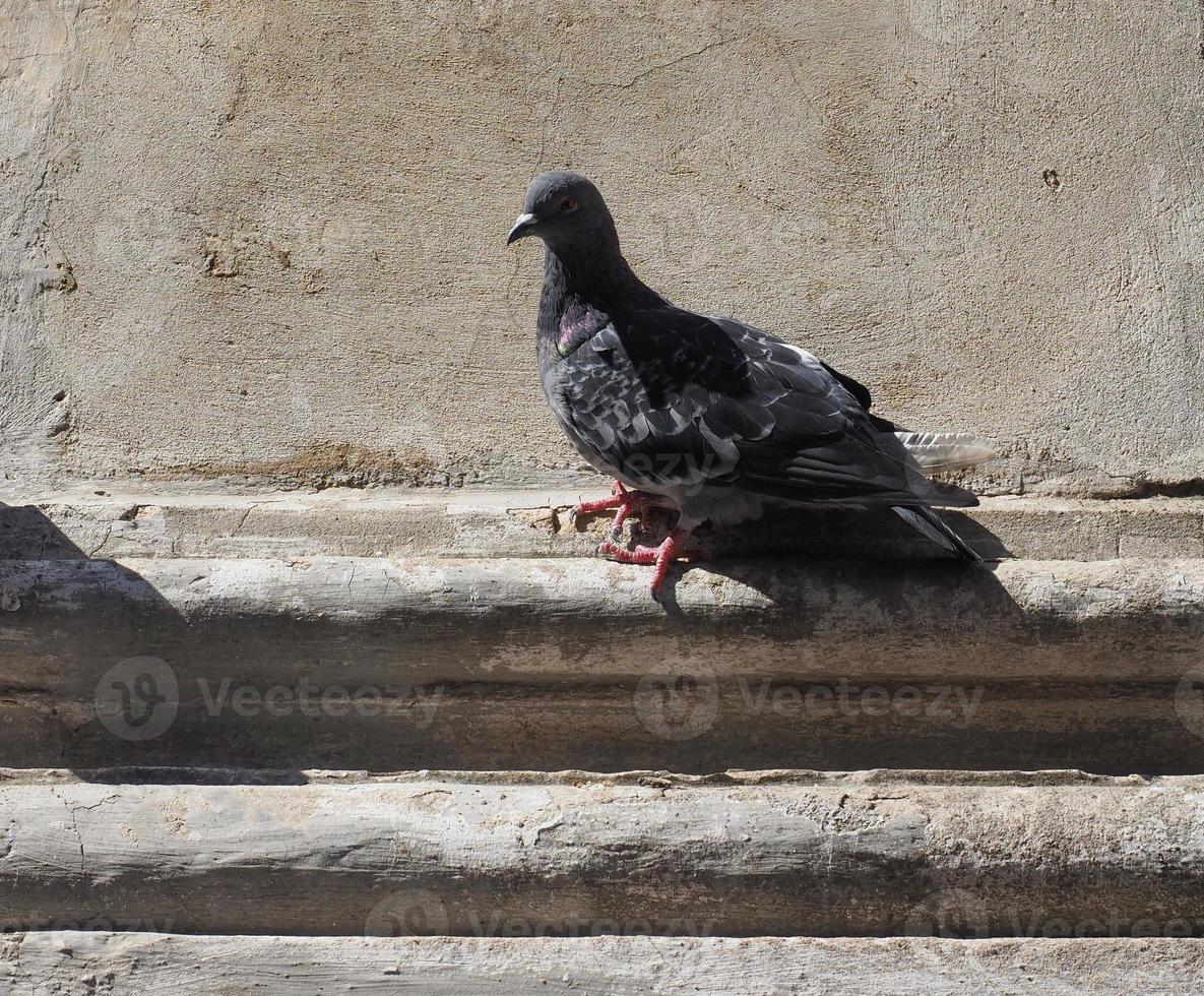 domestic pigeon scient. name Columba livia domestica bird animal photo