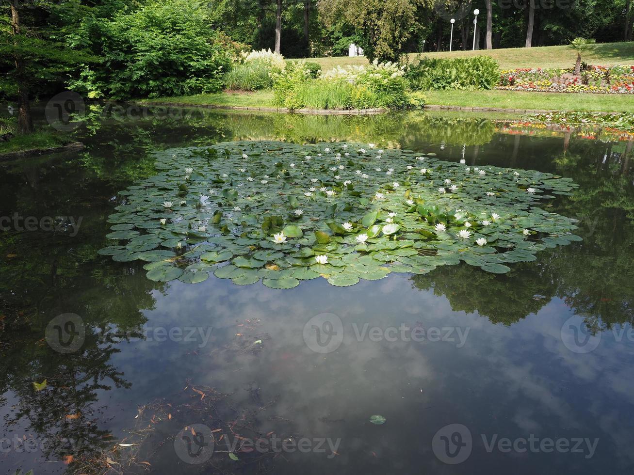 científico de la planta de lirio de agua. nombre nymphaea en un estanque foto