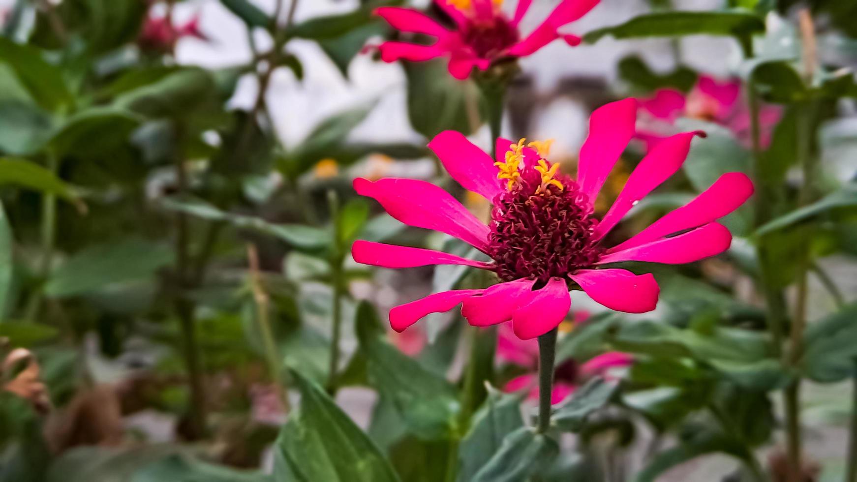 Zinnia elegans profusion red photo