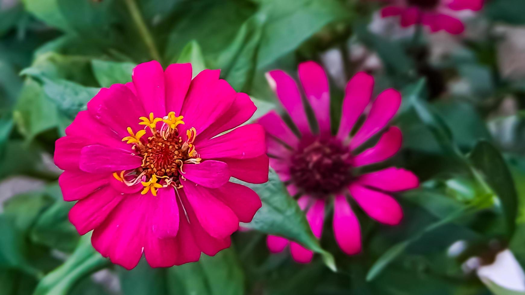 Zinnia elegans profusion red photo