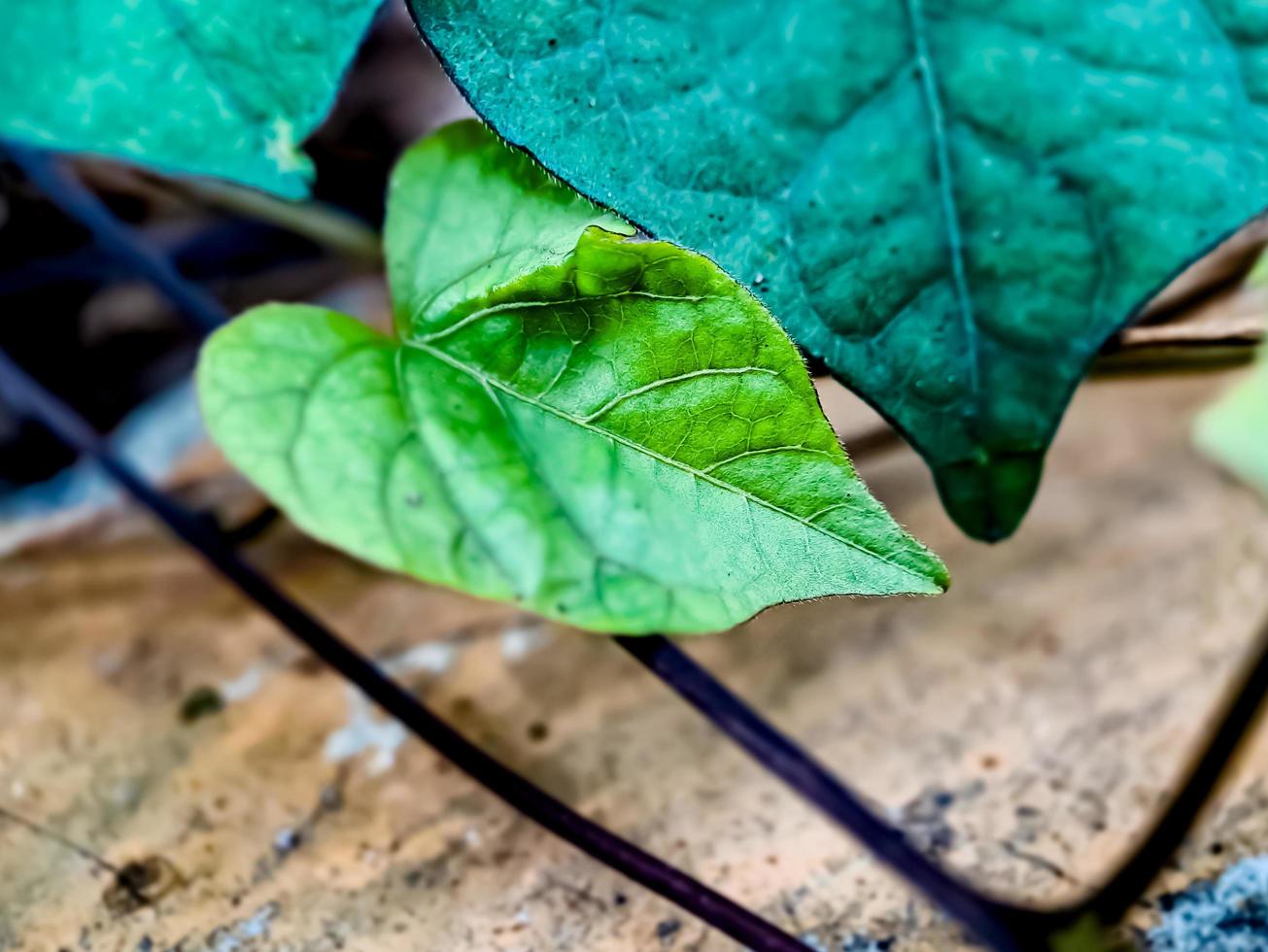 Heart shaped leaves, macro shot in the morning photo