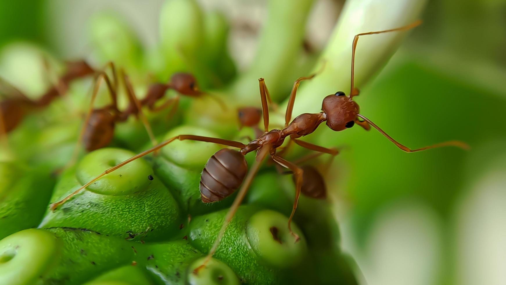 Little Red Fire Ant photo