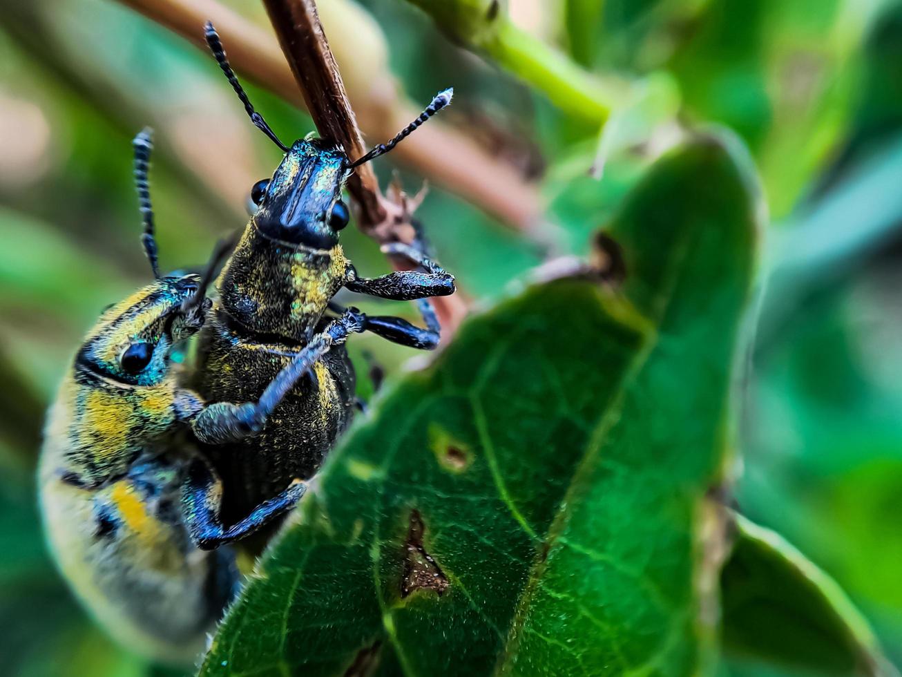 macro green beetles mating on a green leaf tree branch photo