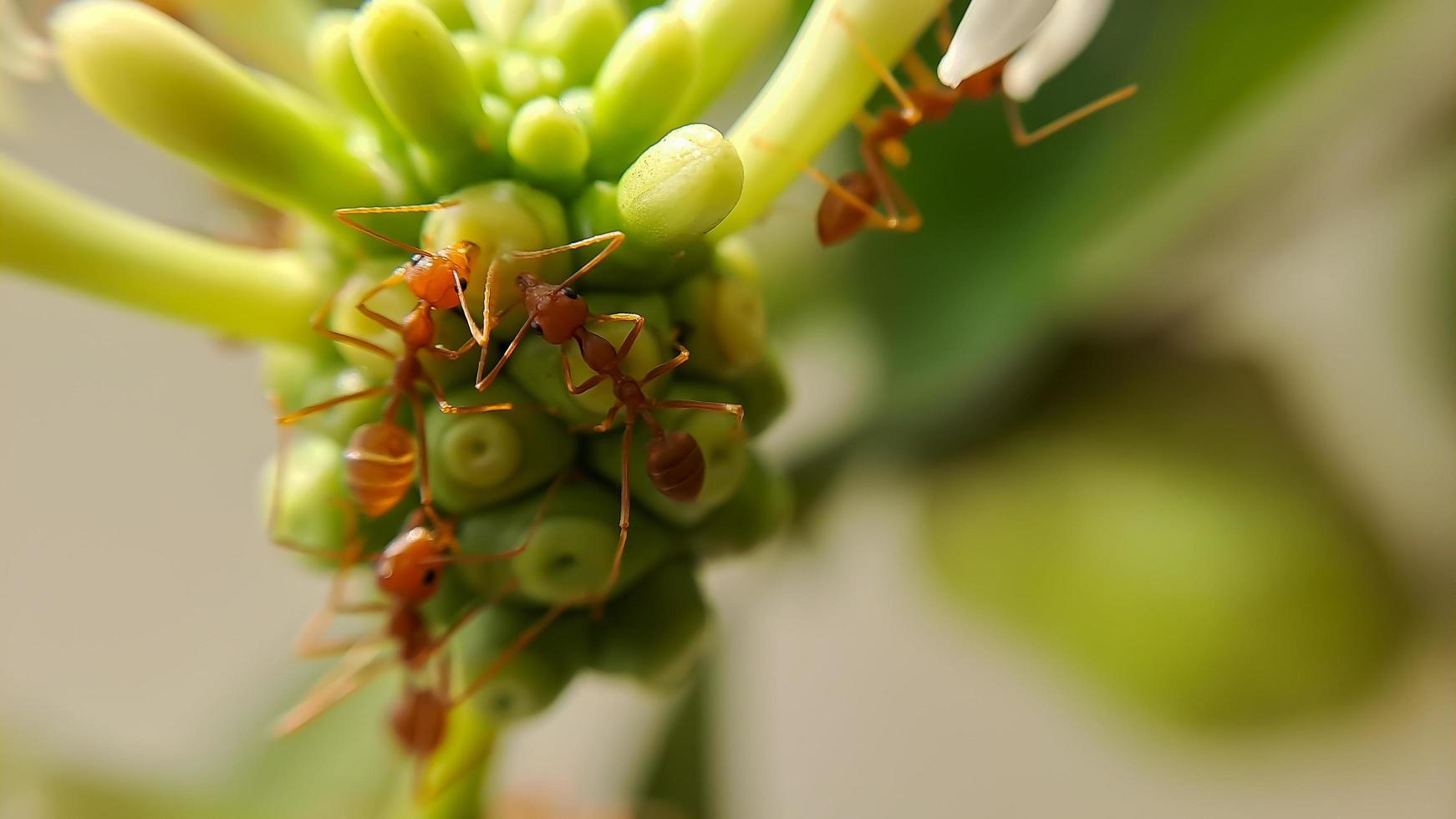 Little Red Fire Ant photo