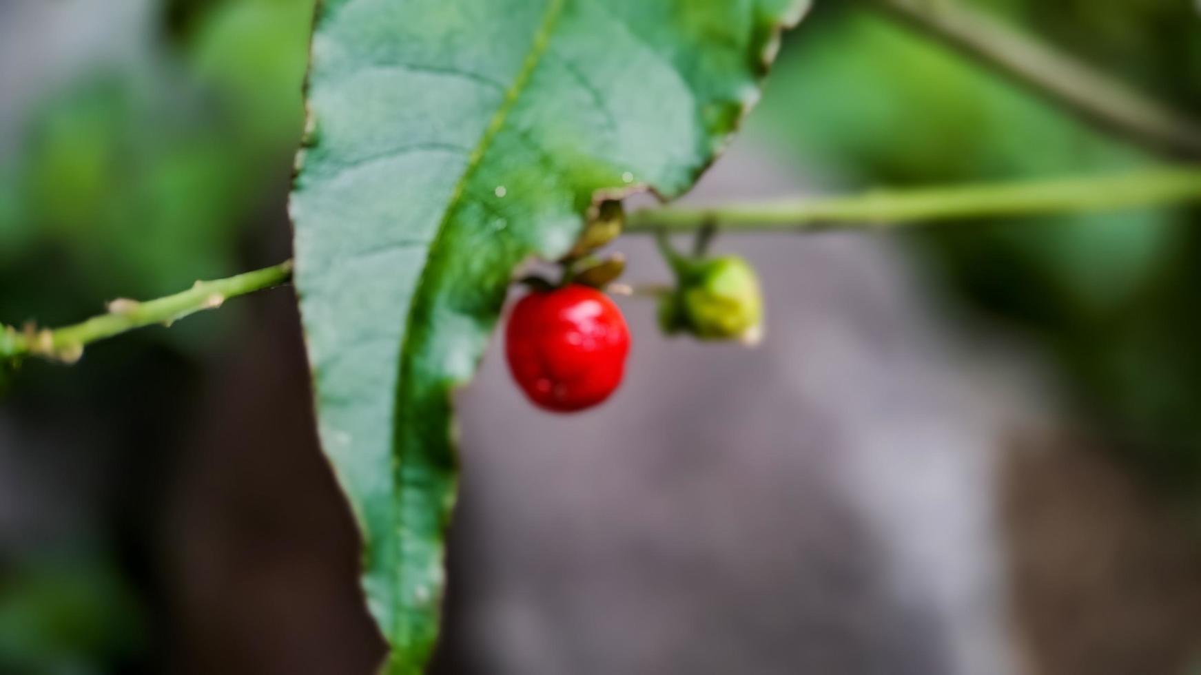 background out of focus Embarrassing Rivina or Pigeonberry photo