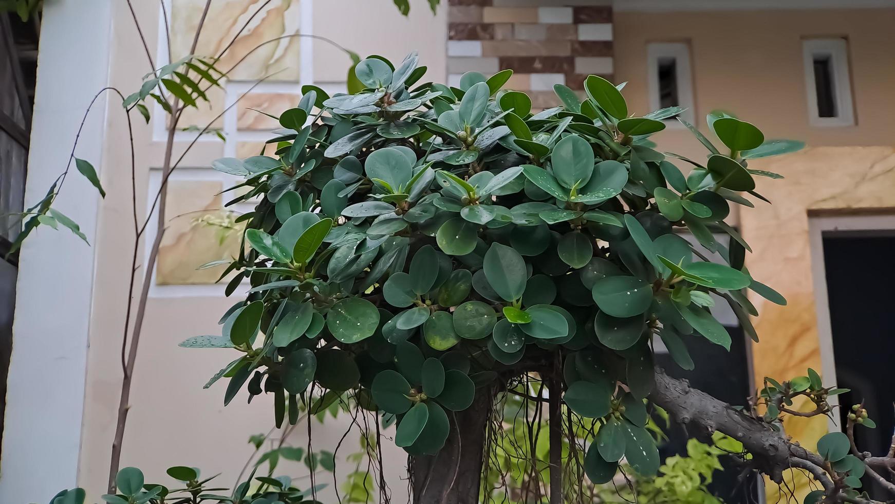 Green island ficus is also known as Ficus microcarpa. This plant is native from South China and Oceania Island photo