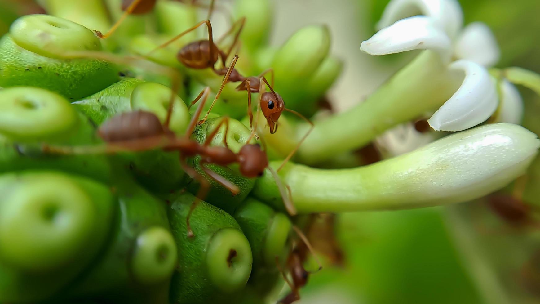 Little Red Fire Ant photo