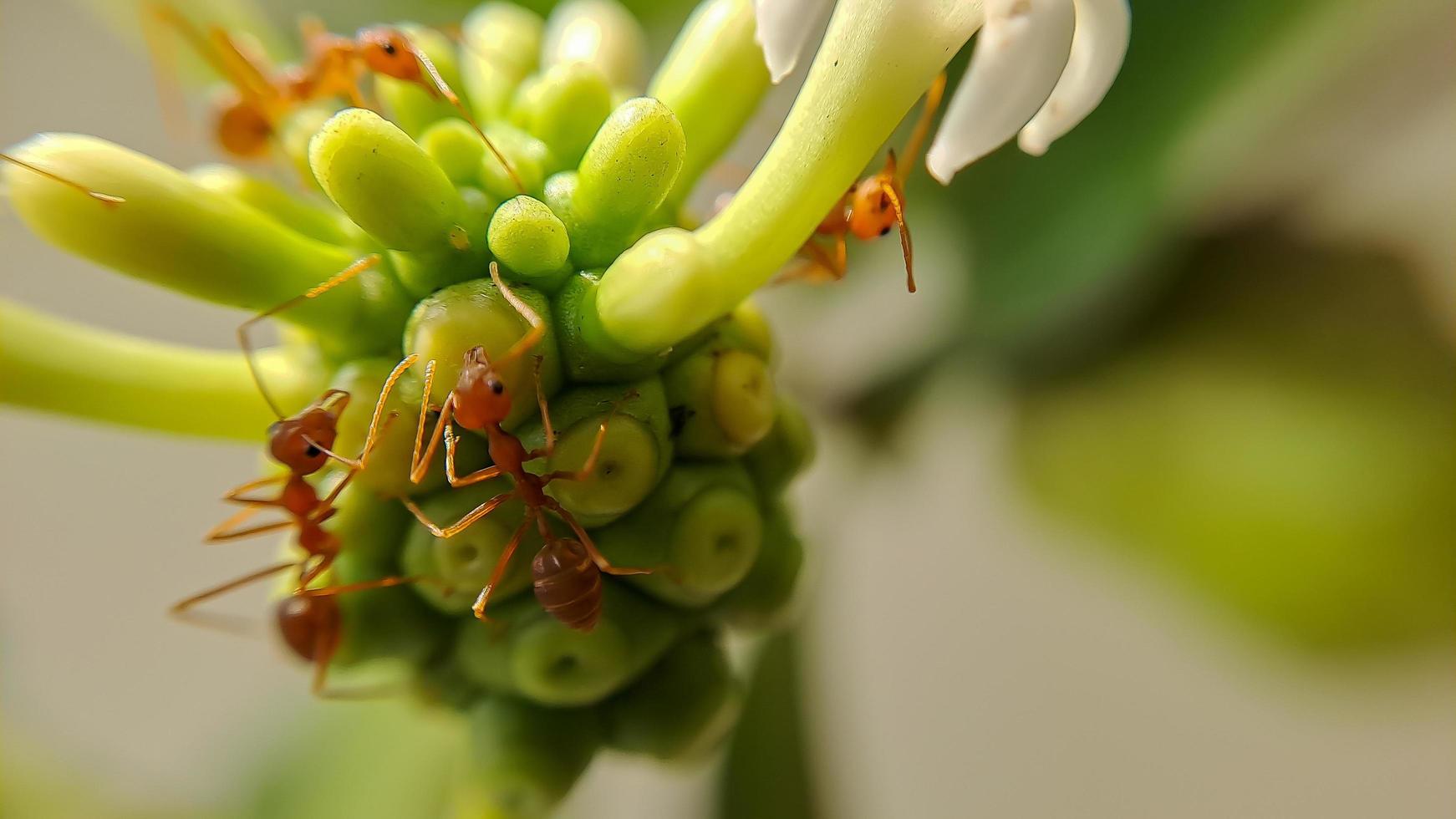 Little Red Fire Ant photo