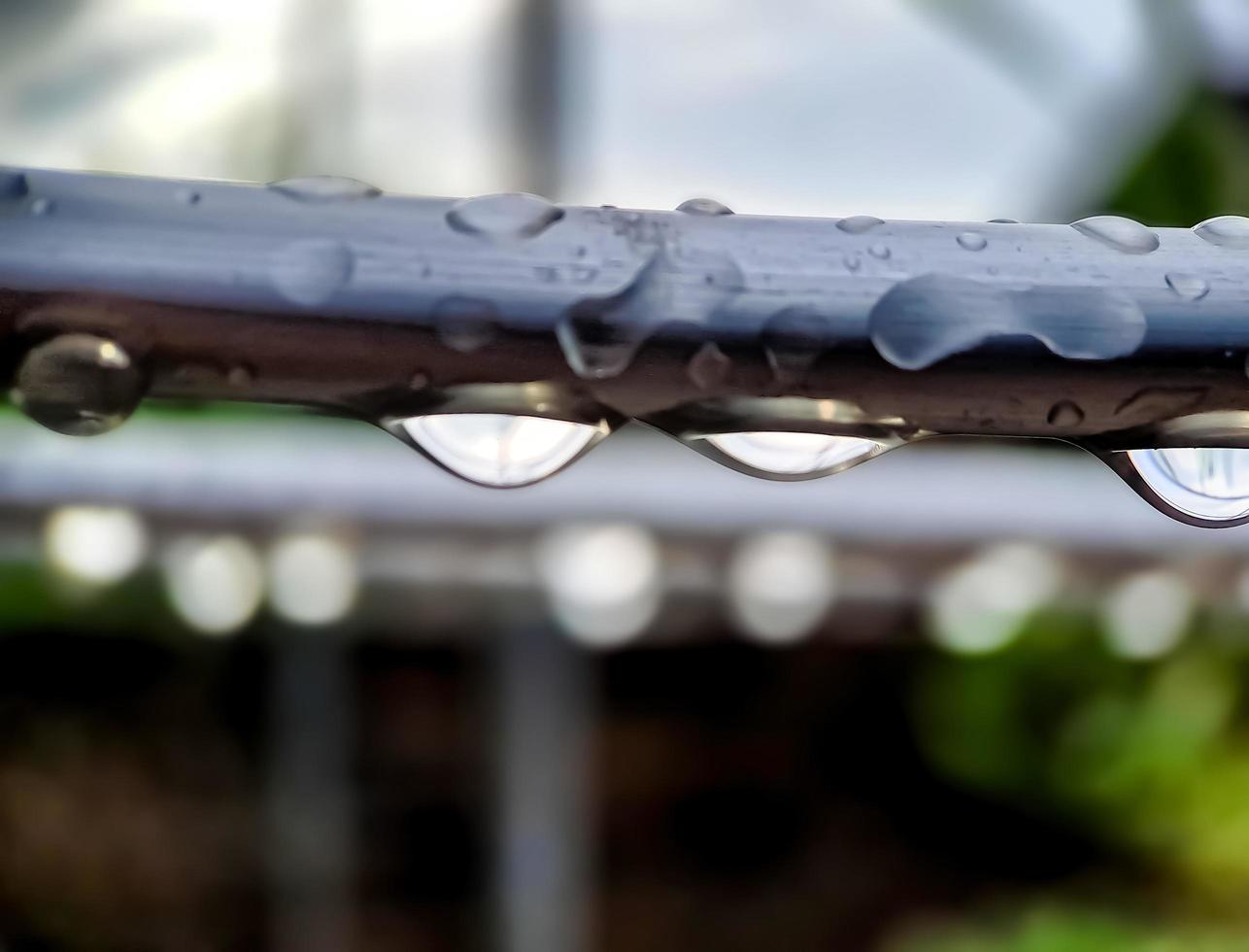 Gotas de lluvia muy hermosas en las ramas de los árboles, tiro macro en la mañana foto