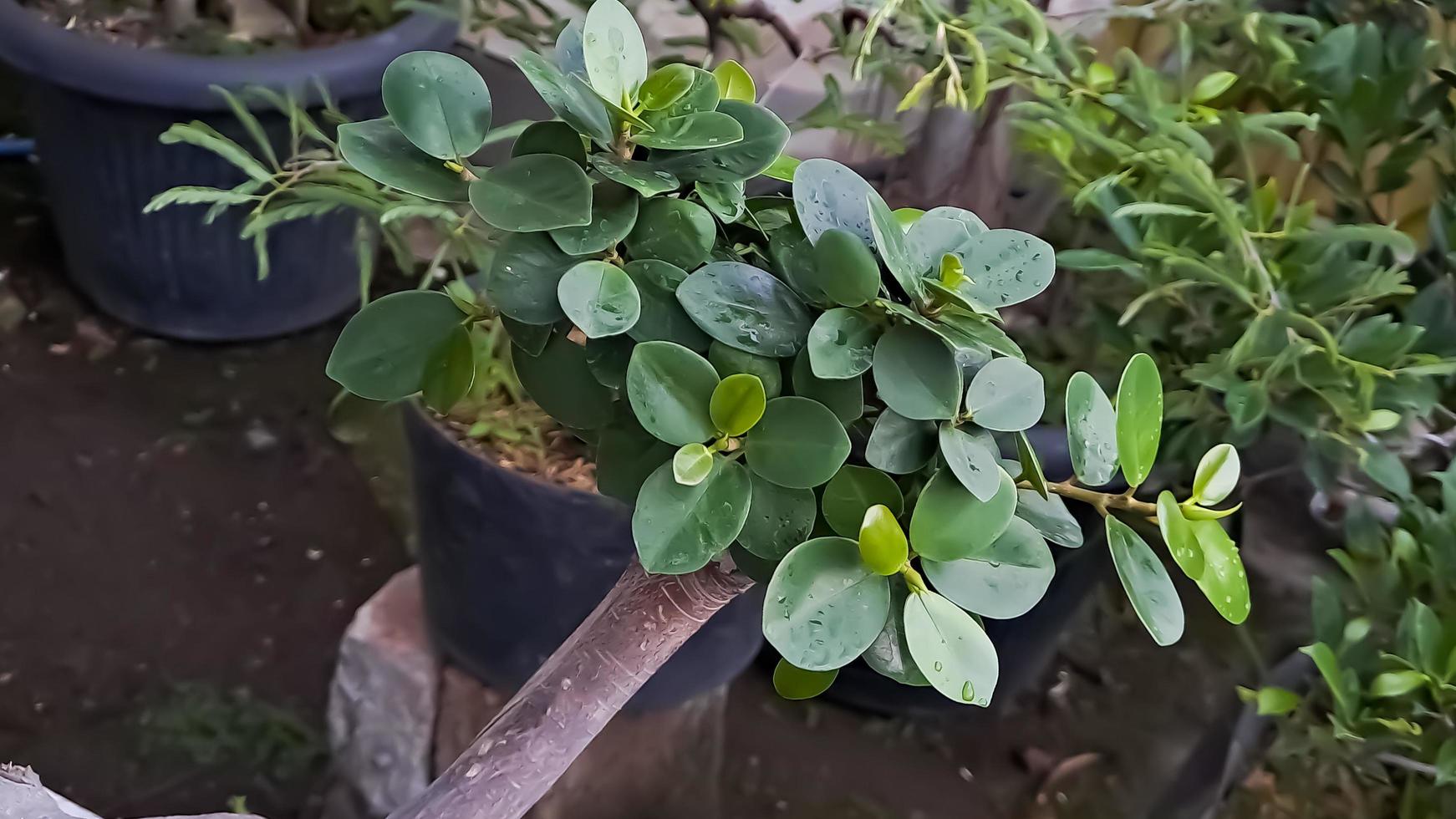 Green island ficus is also known as Ficus microcarpa. This plant is native from South China and Oceania Island photo