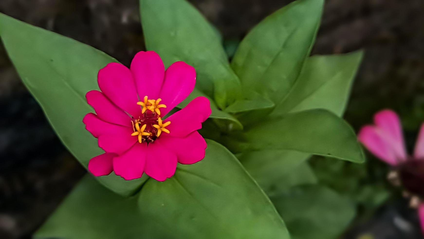 Zinnia elegans profusion red photo
