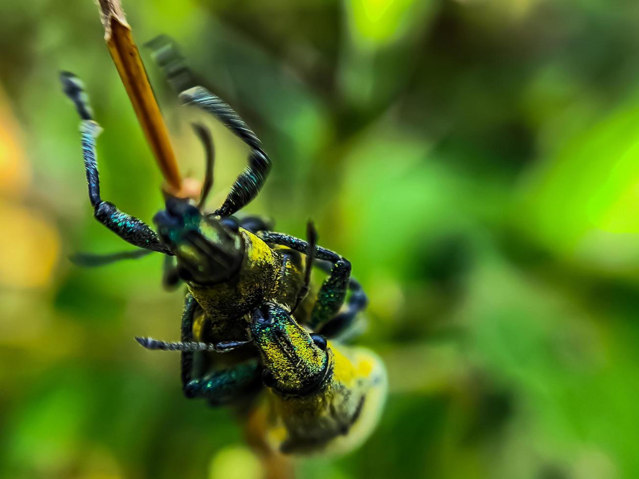 macro green beetles mating on a green leaf tree branch photo