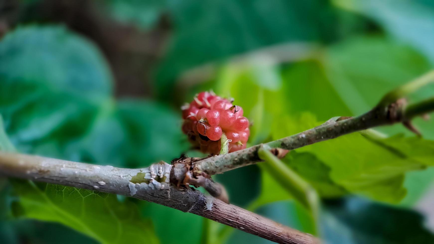 Brazilian Blackberry MORUS CELTIDIFOLIA on mulberry close up, Macro photo of Brazilian blackberry or mulberry