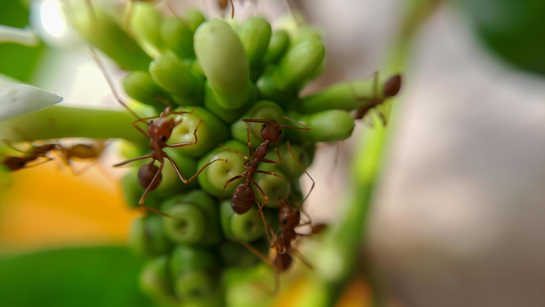 Little Red Fire Ant photo