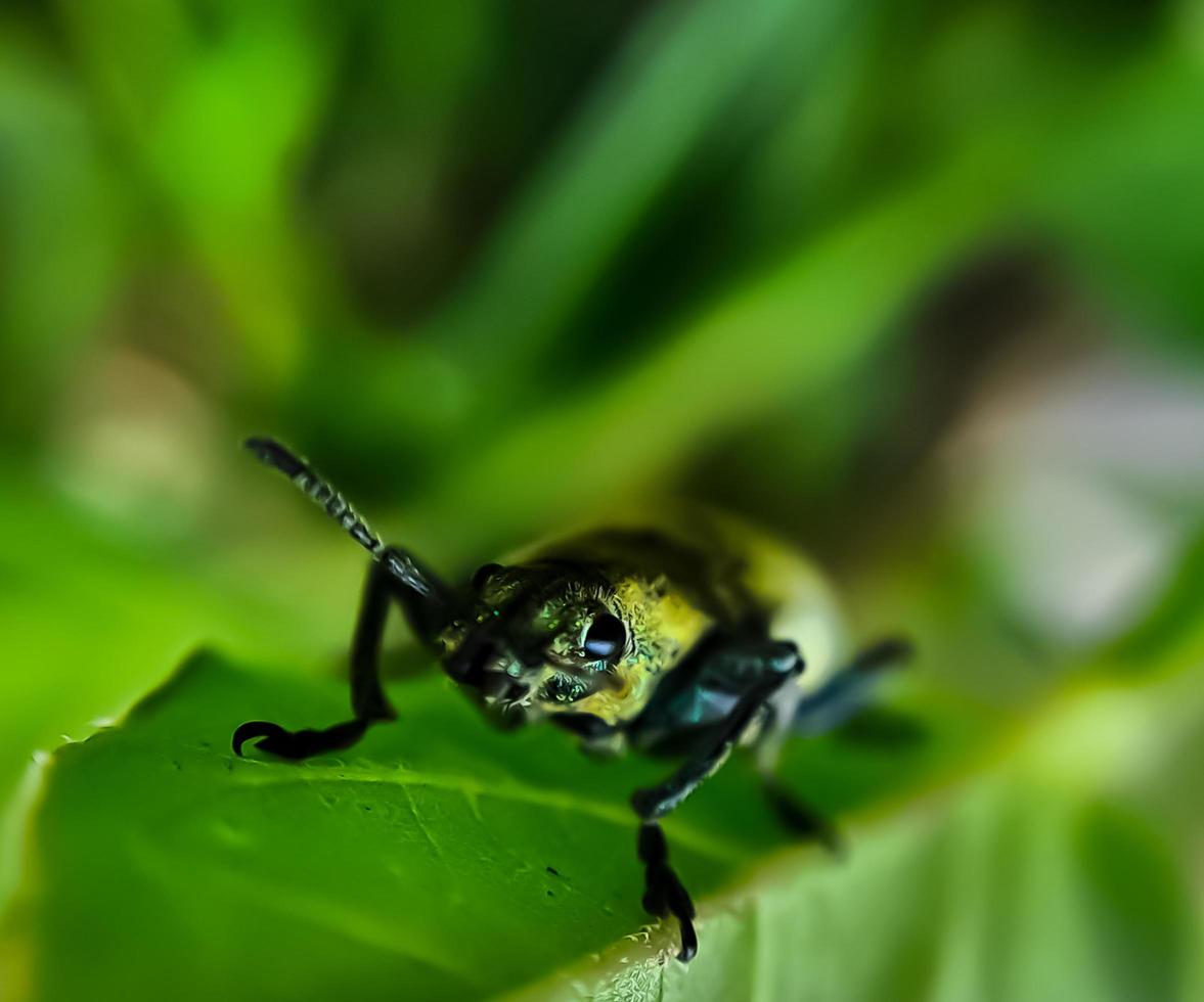 macro green beetles mating on a green leaf tree branch photo