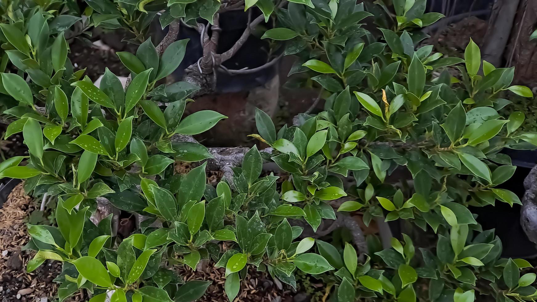 Green island ficus is also known as Ficus microcarpa. This plant is native from South China and Oceania Island photo