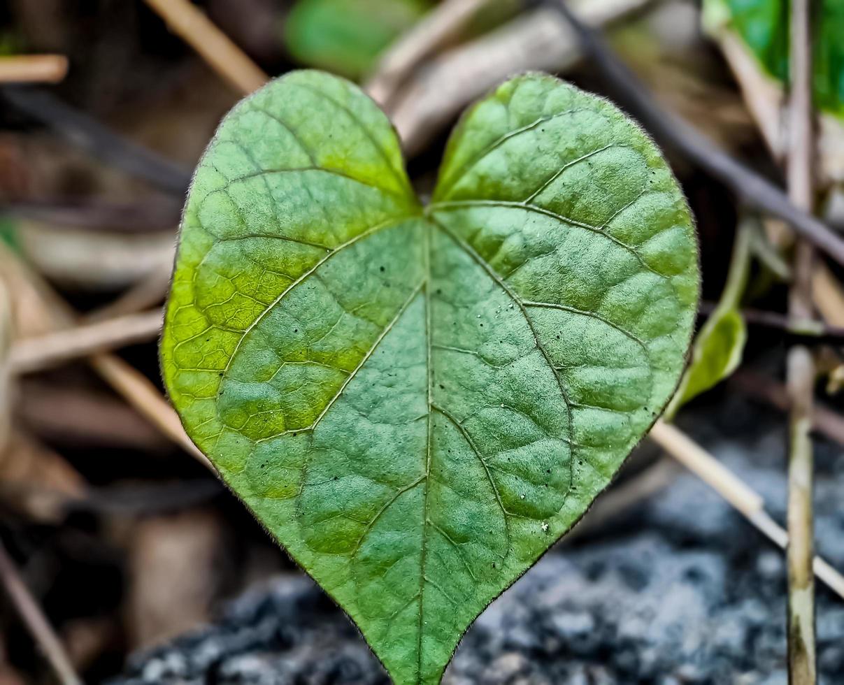 Heart shaped leaves, macro shot in the morning photo