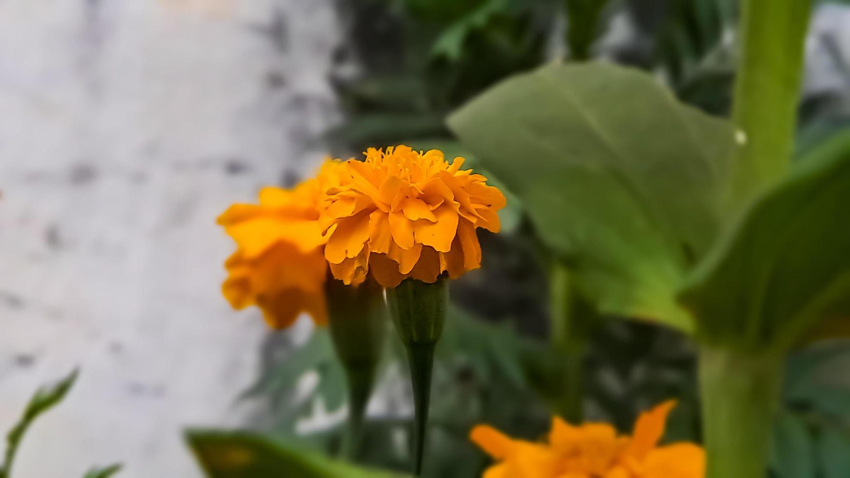 Las caléndulas son excelentes fuentes de color en el jardín, especialmente si cortas las flores que se desvanecen, hay algunas opciones más interesantes que se pueden plantar. foto