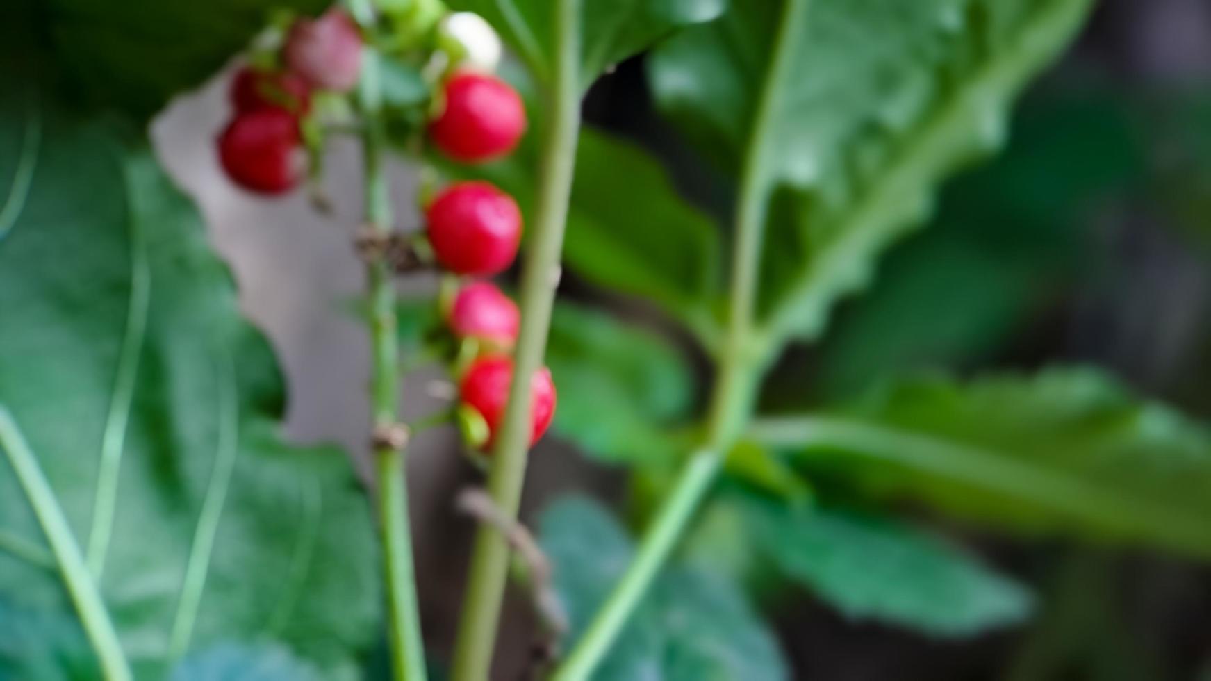background out of focus Embarrassing Rivina or Pigeonberry photo