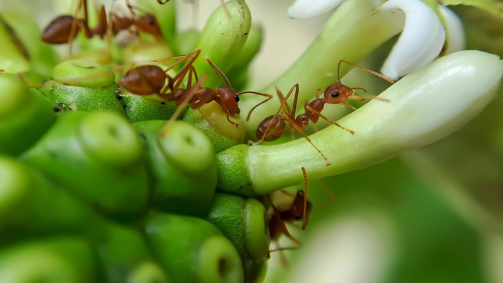 Little Red Fire Ant photo