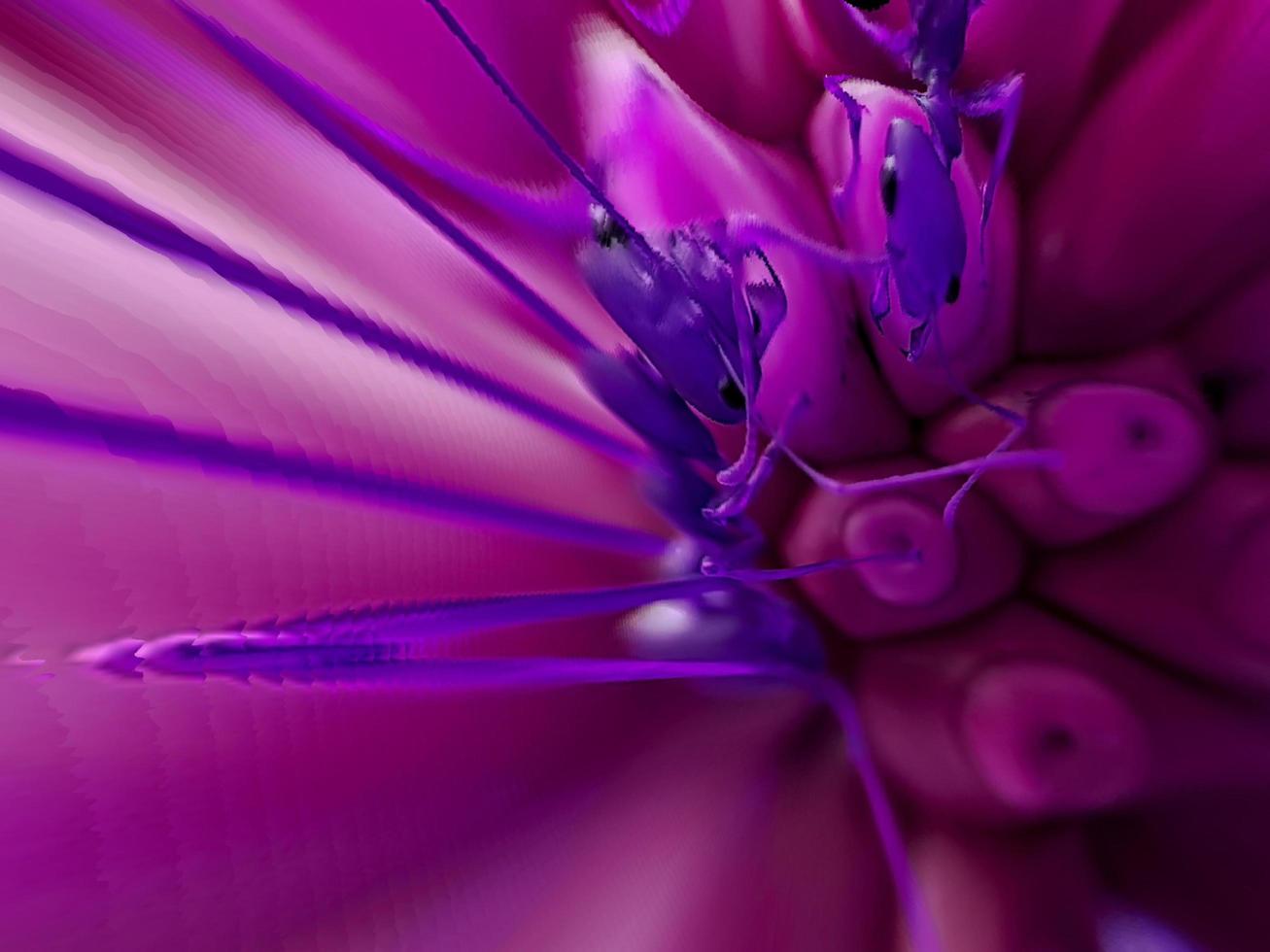 Abstract colorful blooming dahlia flower background Macro ant pink blue photo