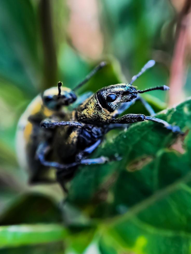 macro green beetles mating on a green leaf tree branch photo