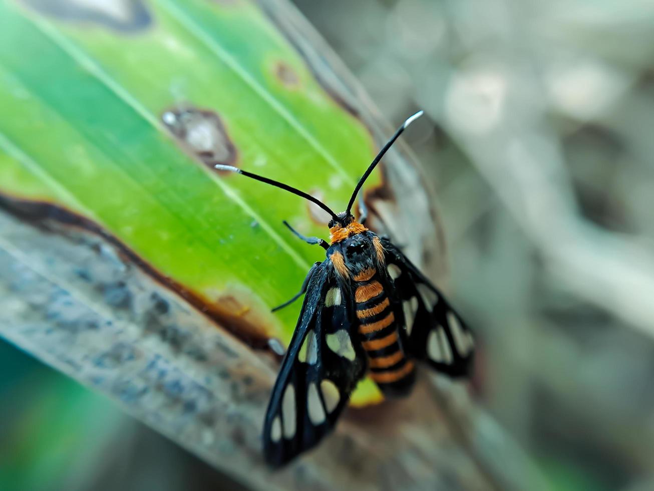 Animal Amata huebneri 13355999 Stock Photo at Vecteezy