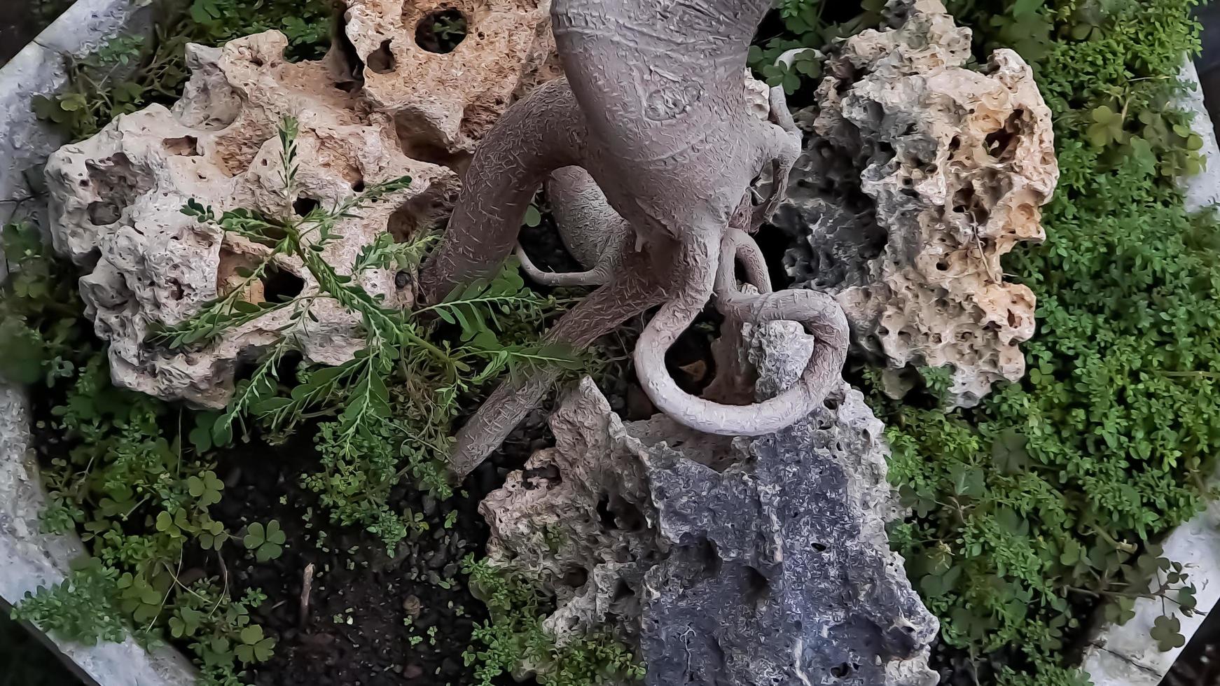 Las raíces de ficus de isla verde en los corales también se conocen como ficus microcarpa. esta planta es originaria del sur de china y la isla de oceania foto