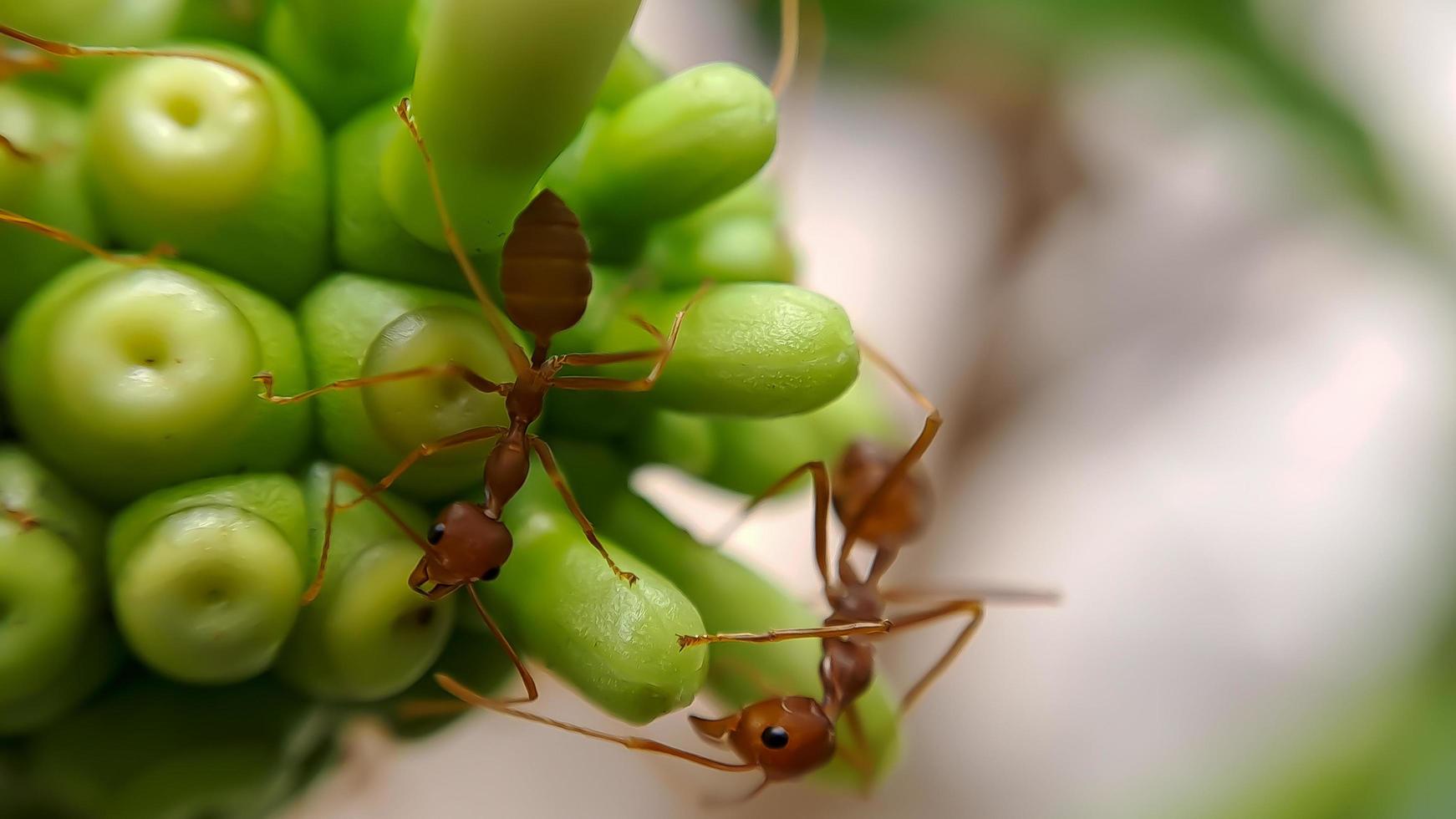 Little Red Fire Ant photo