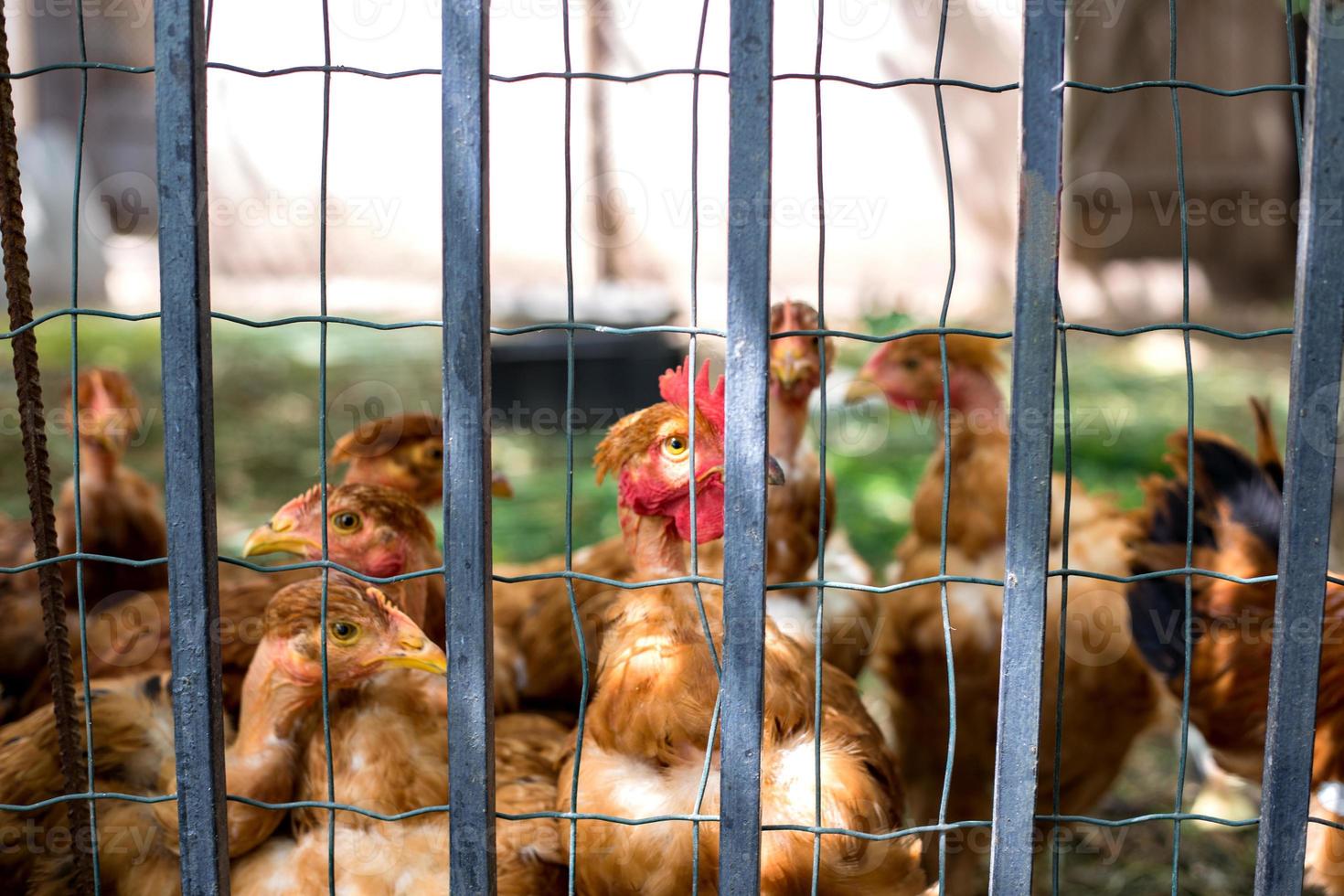 Group of chickens going out from coop. photo