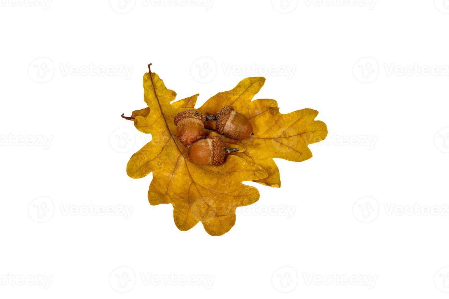 oak leaf and acorn on white background photo