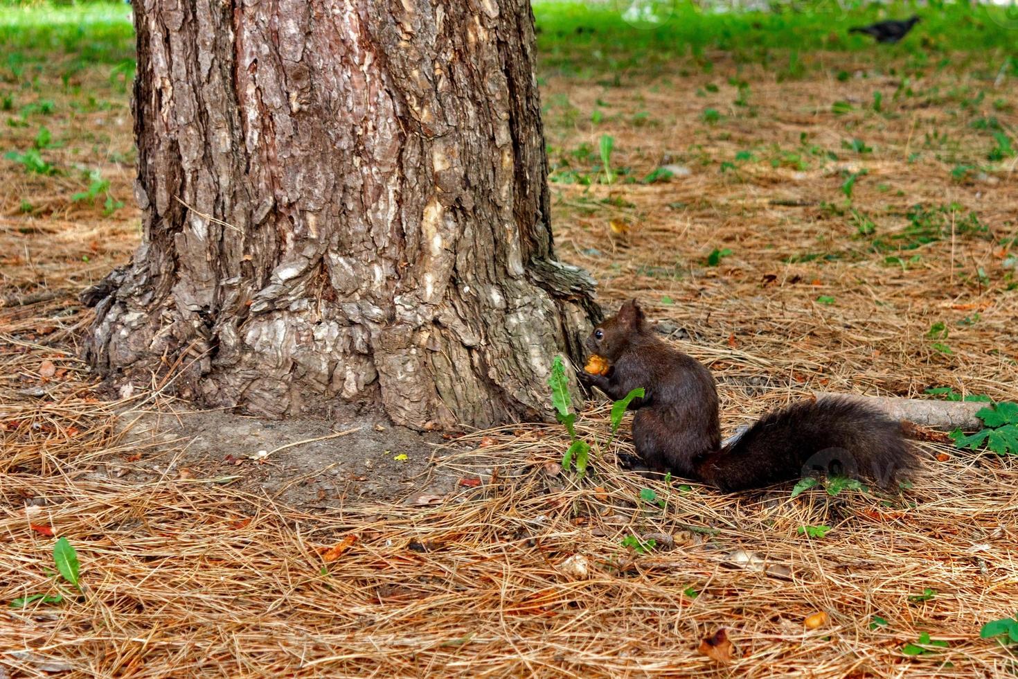 squirrel in the autumn mood. Dark squirrel with a nut, near a tree photo