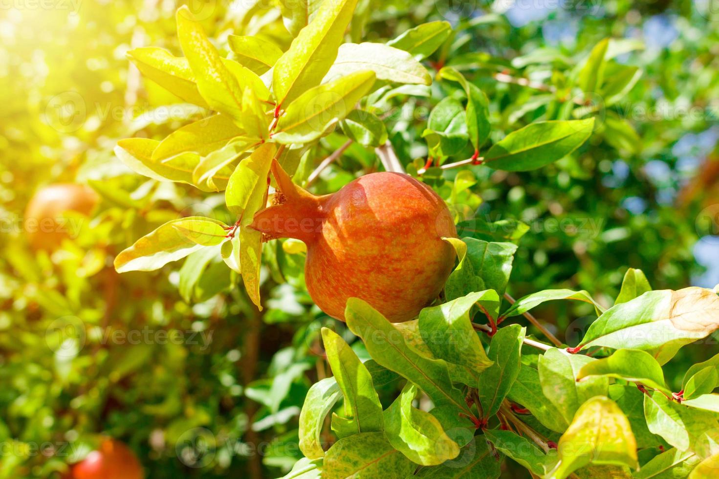 Ripe Colorful Pomegranate Fruit on Tree Branch. Sunny day close up photo