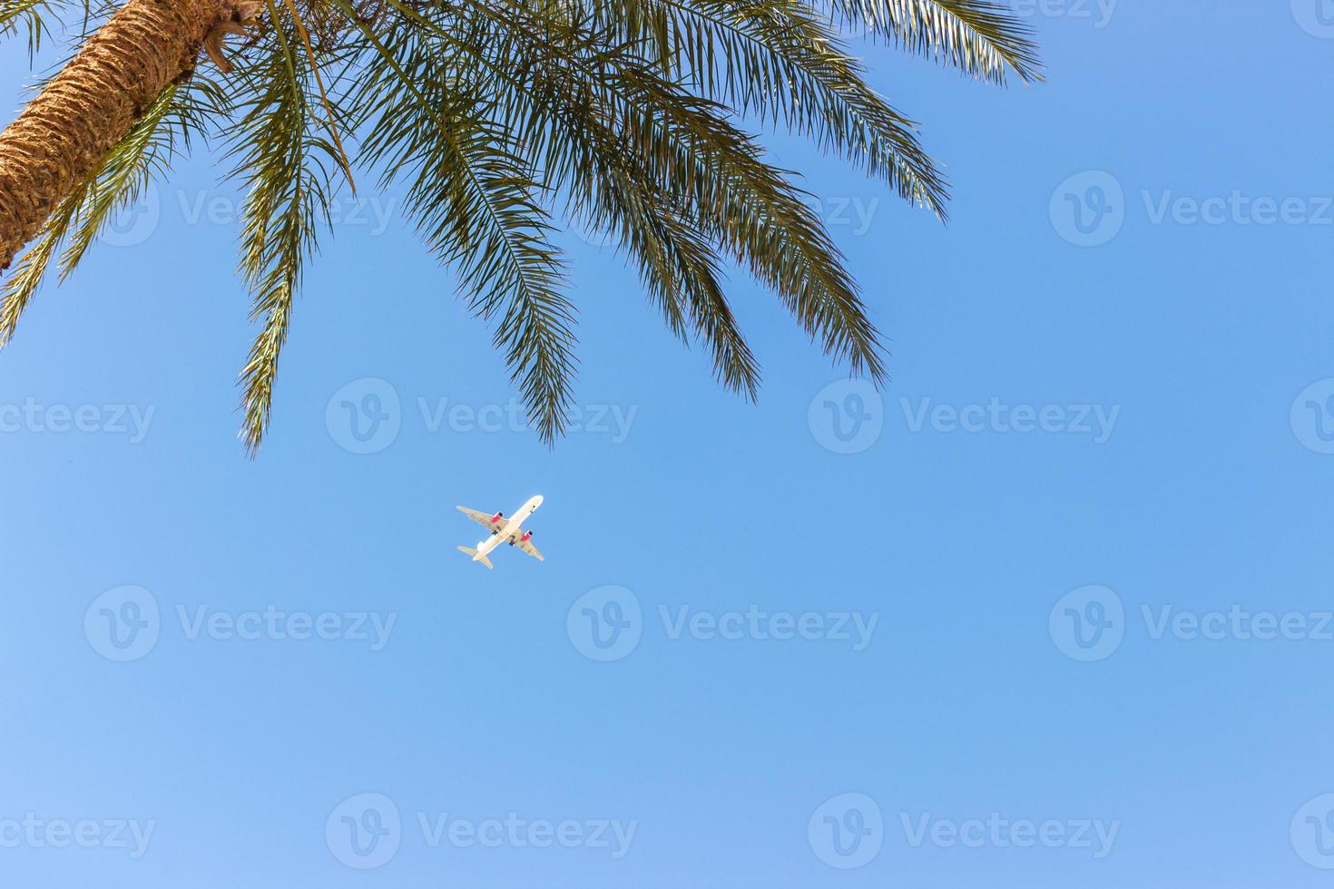 A commercial jet taking off over a palm tree, vacation time copy space photo
