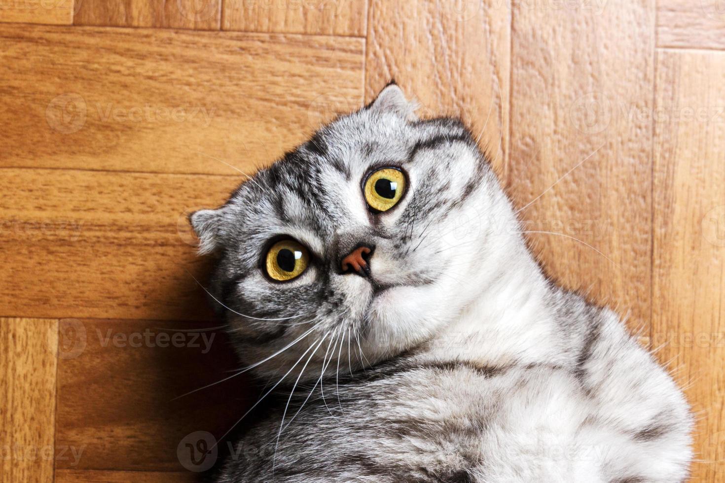 Surprised Cat lying on the floor, close up. British cat lying on the floor with copy space photo