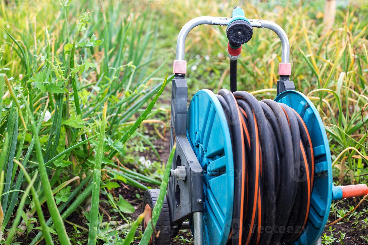 An image of a garden hose. Hose for irrigation photo