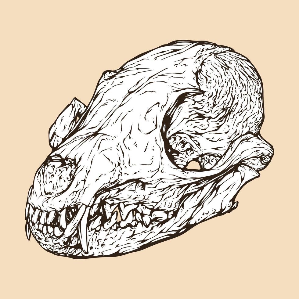 Ilustración de vector de cabeza de cráneo de zorro africano del cabo