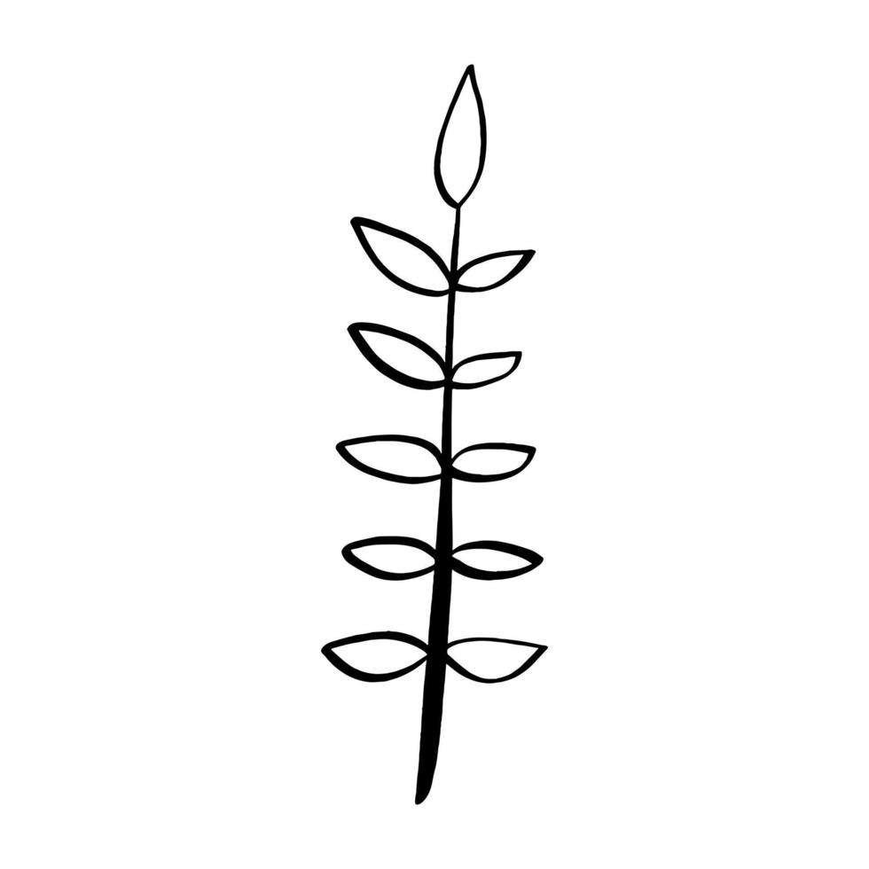 Black line doodle leaf on white background. Vector illustration about nature.