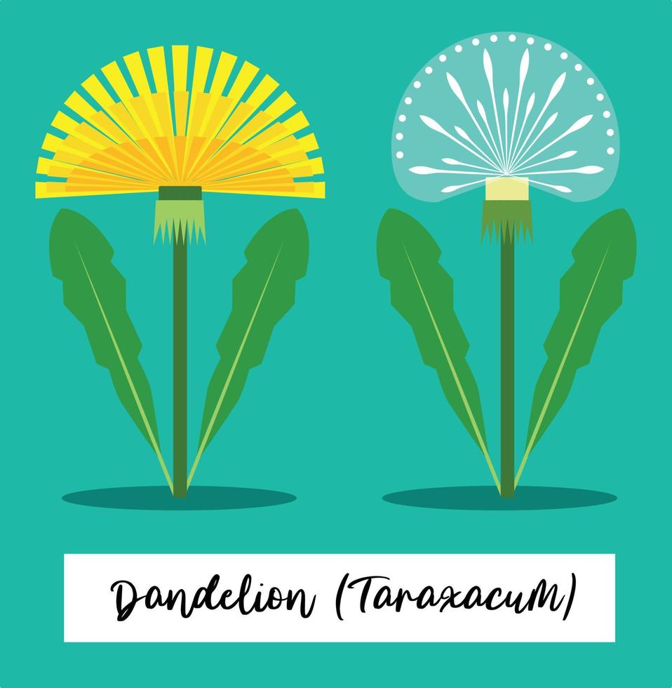 stylised illustration of a dandelion vector