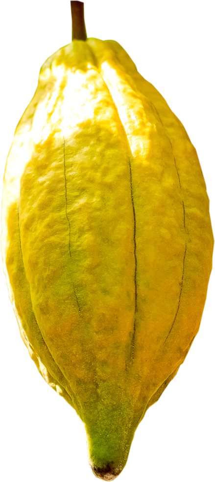 Cacao fruit isolated png