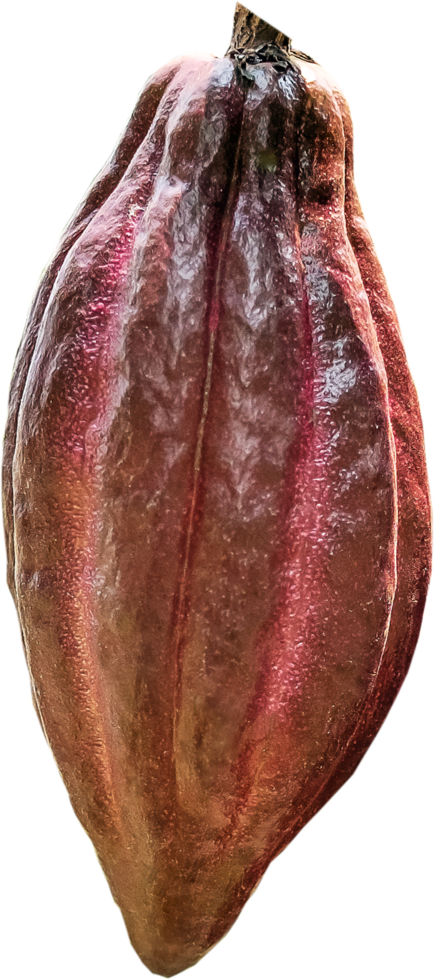 Cacao fruit isolated png