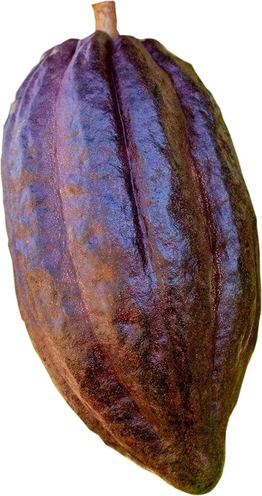 Cacao fruit isolated png