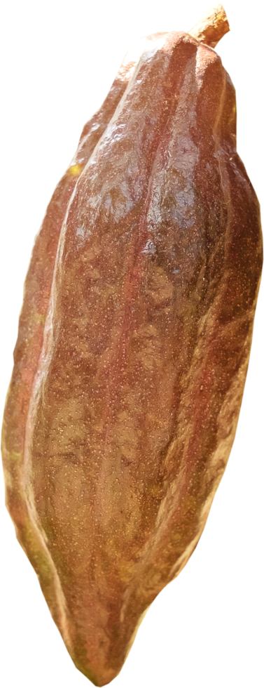 Cacao fruit isolated png