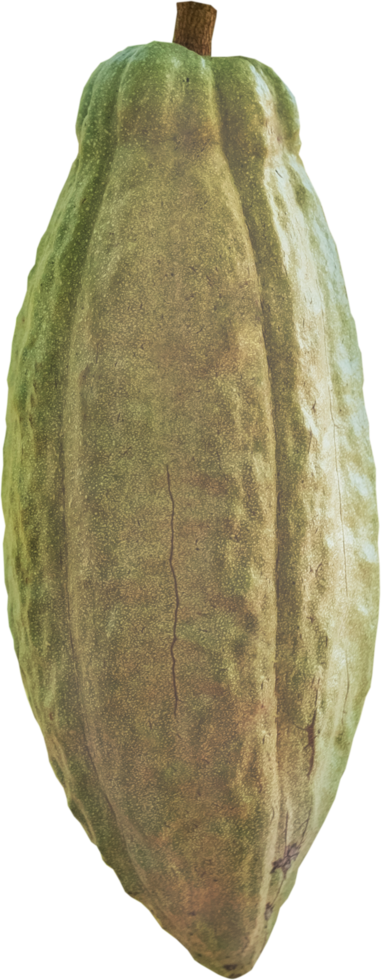 Cacao fruit isolated png