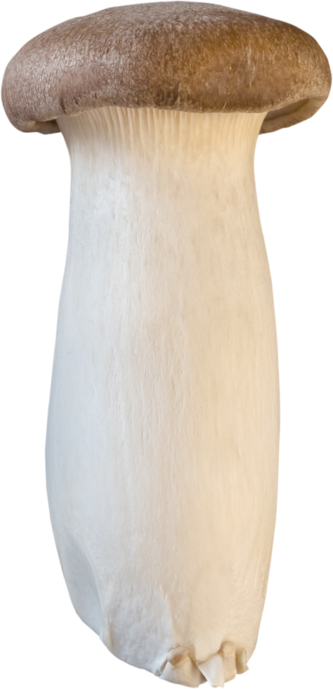 isolated king trumpet mushroom png
