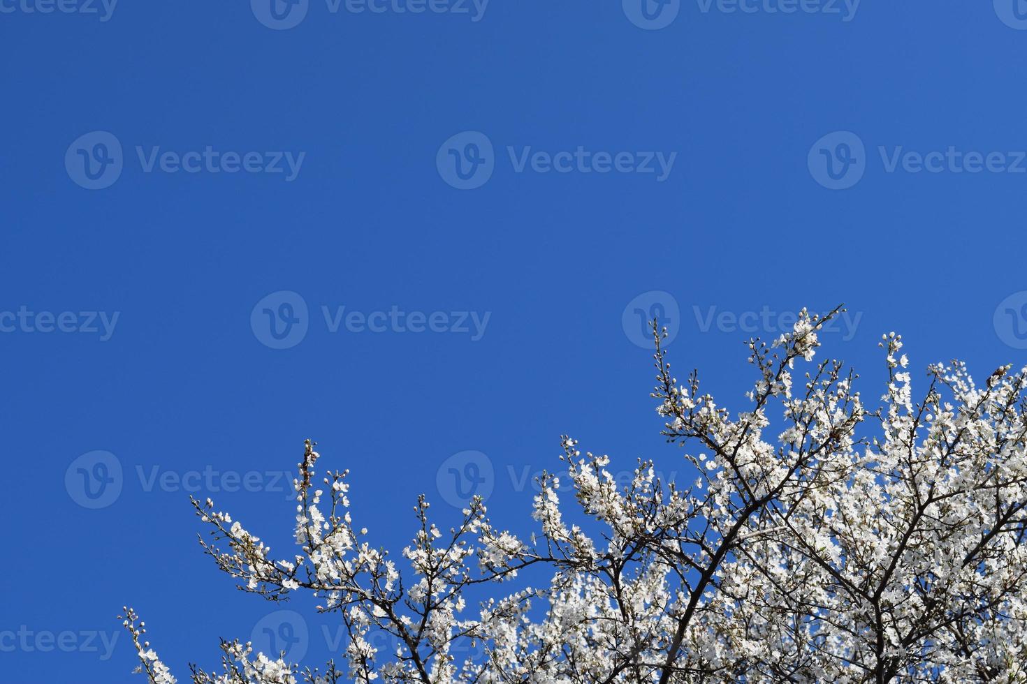 Plum blossoms.Plum blossoms. photo