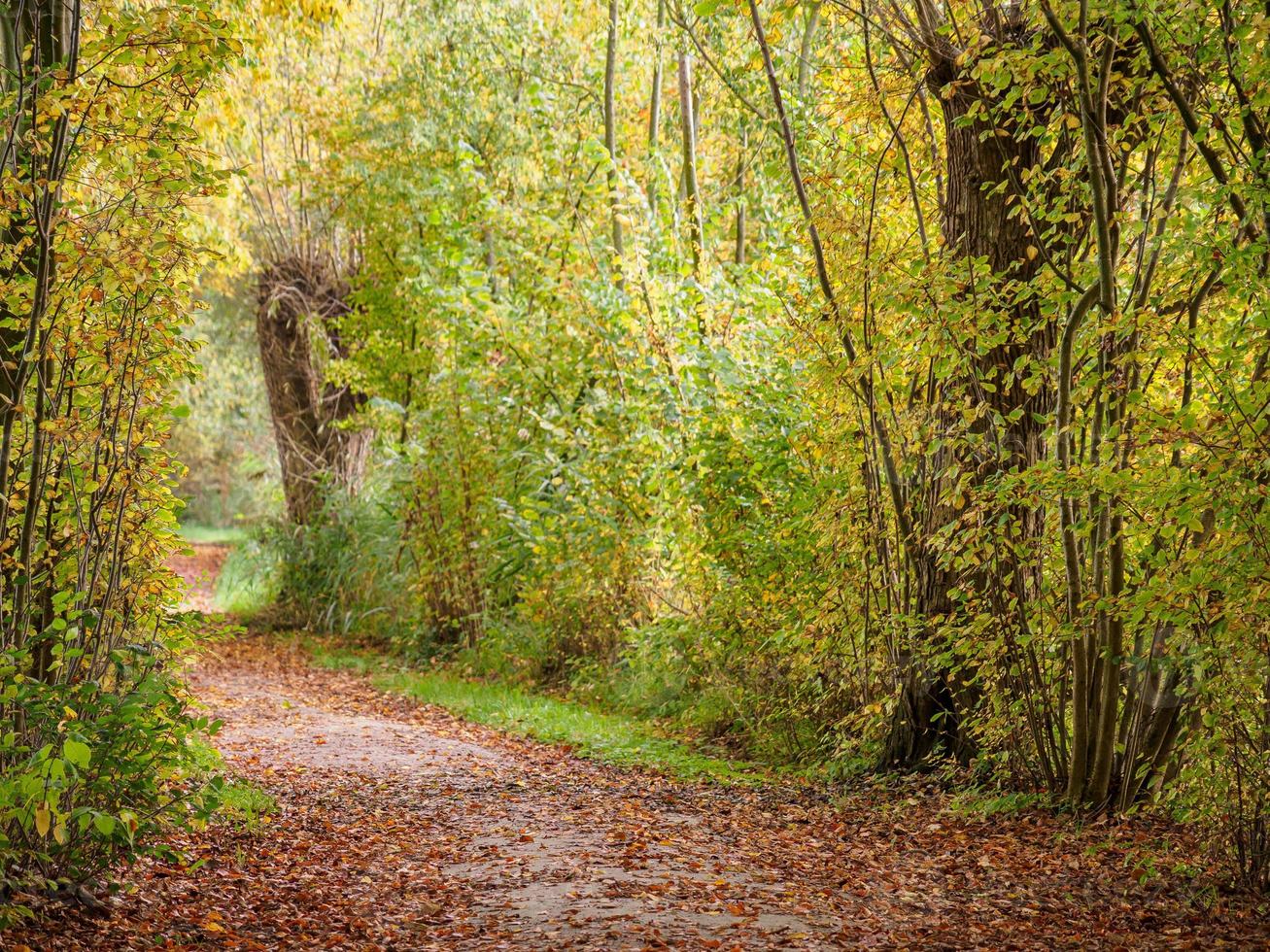 autumn time at a river in germany photo