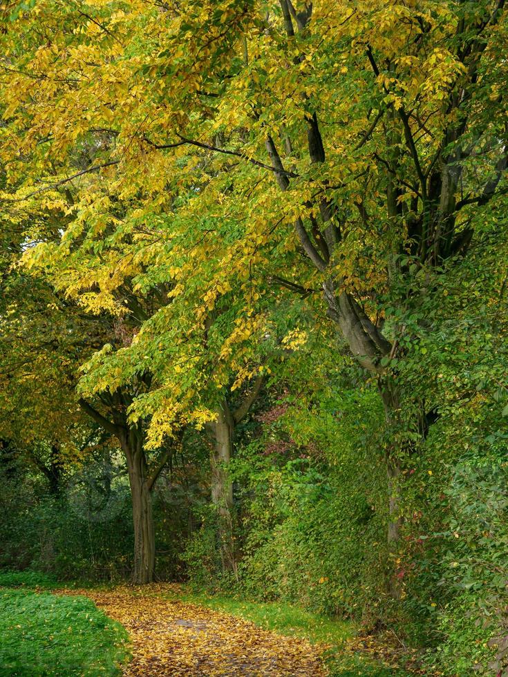 autumn time at a river in germany photo